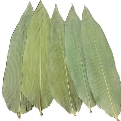 Bladeren van het Eco de Vriendschappelijke 33cm Verse Bamboe voor Sushivoedsel