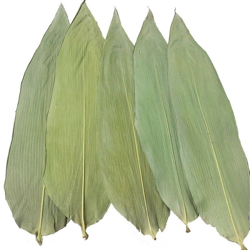 Bladeren van het Eco de Vriendschappelijke 33cm Verse Bamboe voor Sushivoedsel